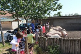 tenuta_civrana002 Visita agli animali della Tenuta