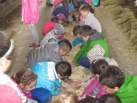 la vaccheria i bambini preparano il mangime