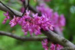 fiori fuxia I fiori fuxia dell'albero