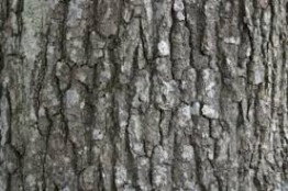 corteccia la corteccia dell'albero