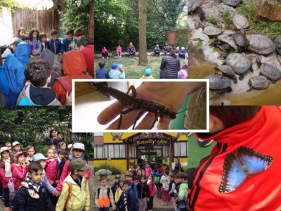 collage montegrotto Alcuni momenti della giornata al farfallario