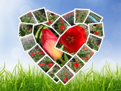 orto a scuola collage con foto tulipani