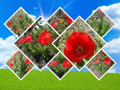 ortoascuola collage con foto tulipani