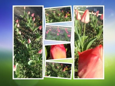 orto a scuola collage con foto tulipani