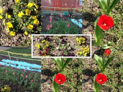 orto a scuola collage con foto tulipani